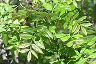 Fraxinus excelsior